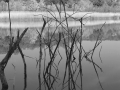 REFLEJOS