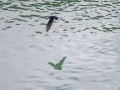 vuelo-raso