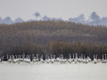 Flamencos