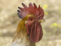 Gallo