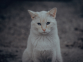 GatoBlanco