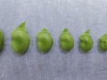La-evolucion