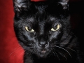 black cat
